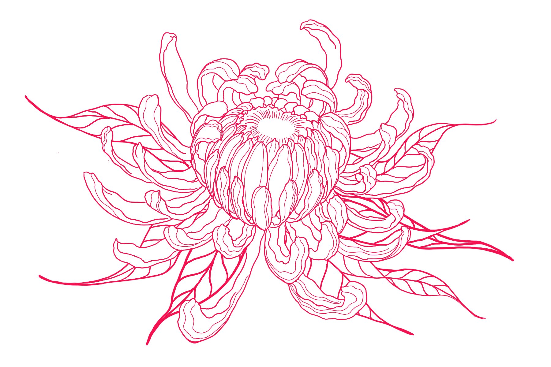 Chrysanthemum